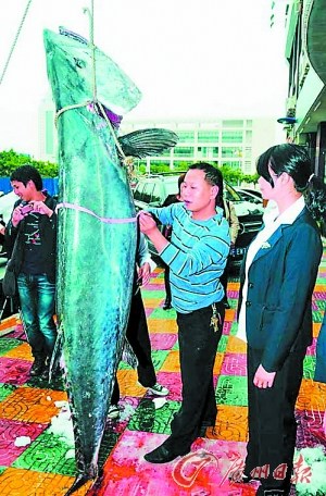 巨型馬鮫魚 | 焦點NET | 生活綜合分享 | 痞客邦 | PIXNET