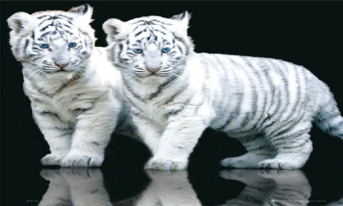 Animales Adorables ;): información sobre los tigres blancos