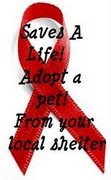 Adopt a pet from a shelter