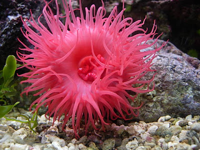 actinia_equina.jpg