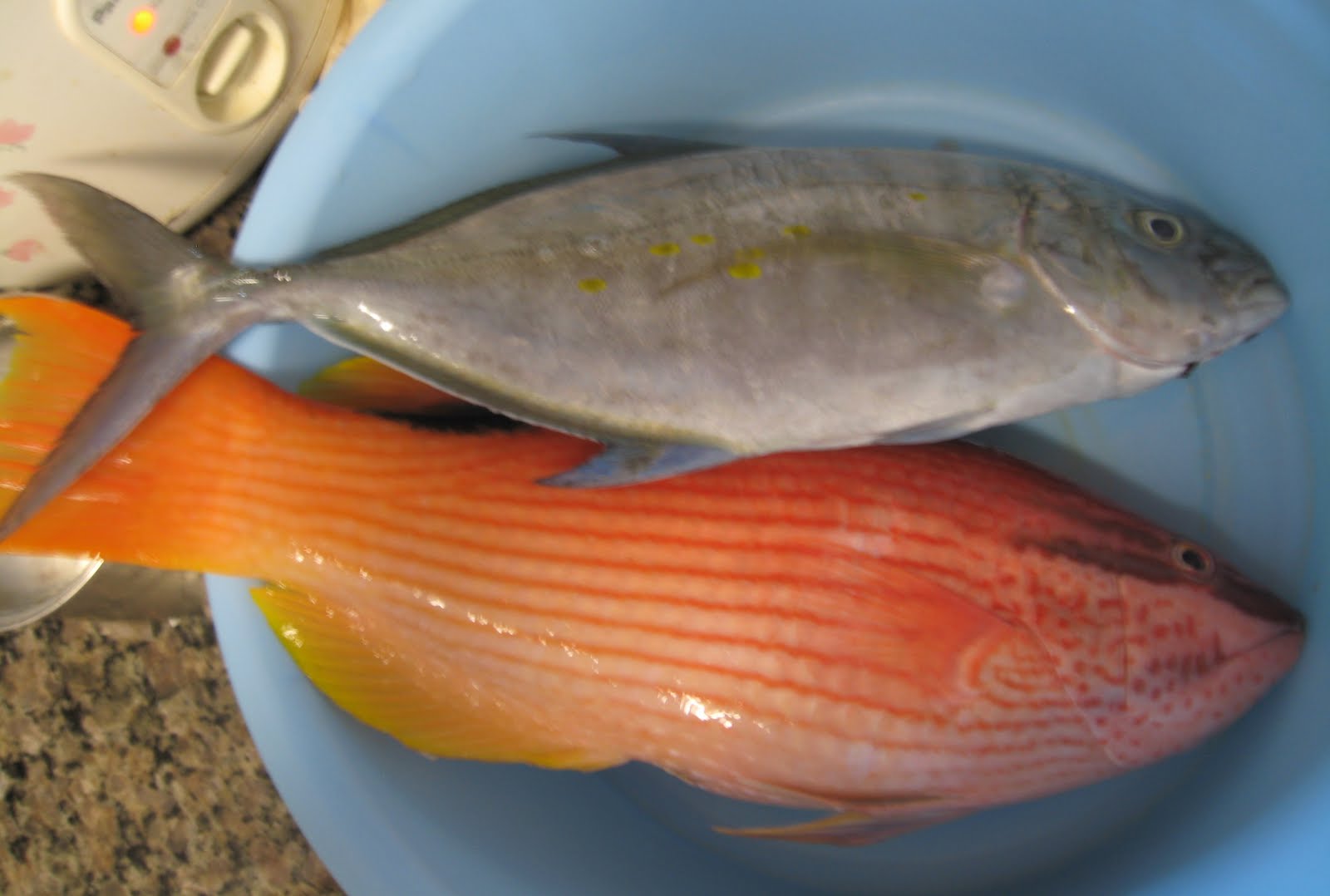 My Food Affair: Chinese steamed fish