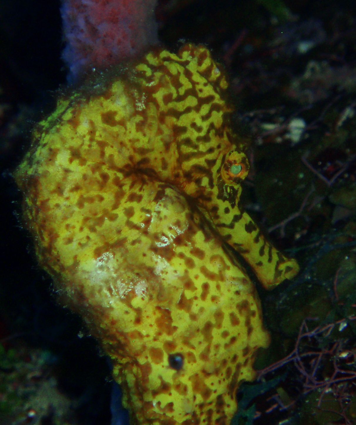 Tropical Marine Ecology 2011 October 2010