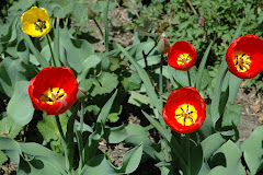 Tulips opened in only 4 days