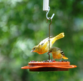 Orioles at our grape jelly feeder Jelly Birds