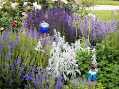 Salvia, jacobs ladder and  gazing balls in rose garden