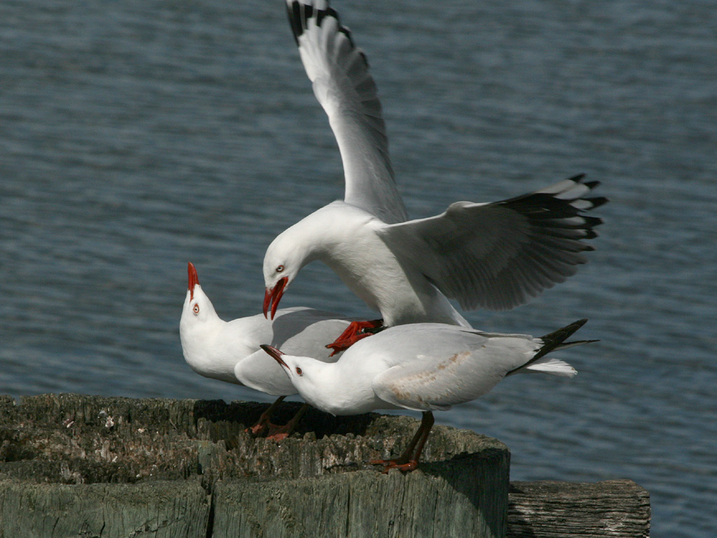  Portraits of Australian Animals Tilcheff bloG Seagulls and Parrots
