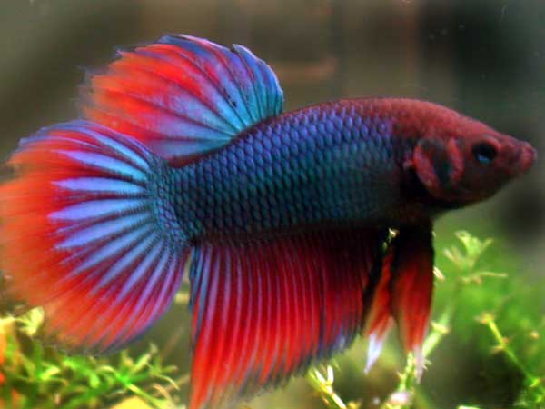 AQUARIUM PROFESSIONAL GROUP: Los Betas