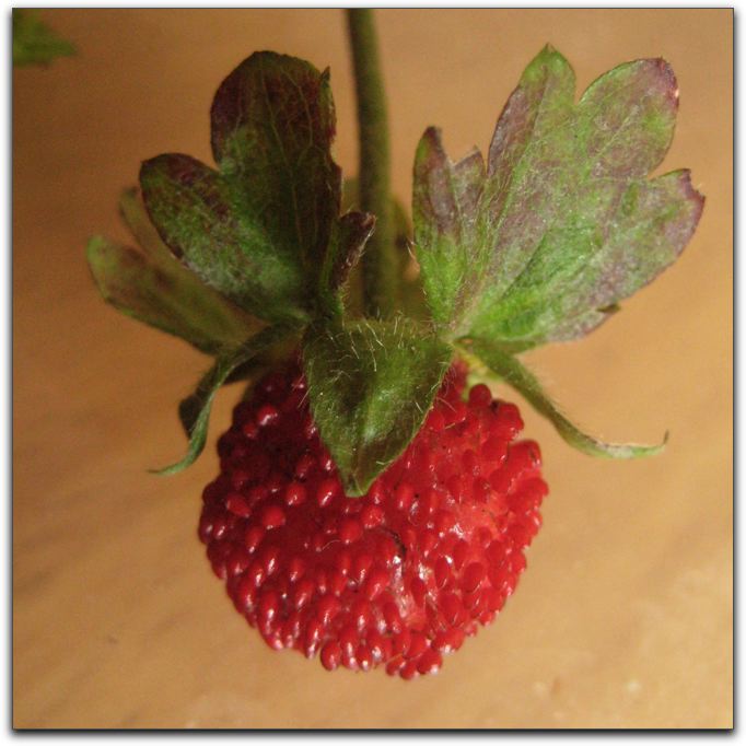 chronique du jardin de la patrie faussaire végétal