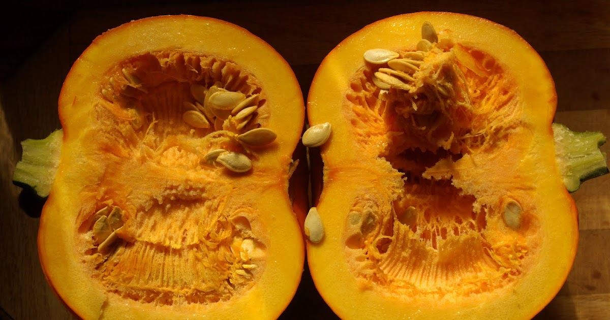 Sciuridae: Pie pumpkin