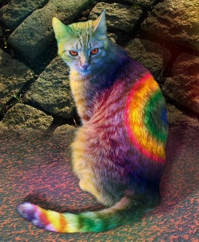 People Flaunt Their Funky Colored Cats That Look Like They're