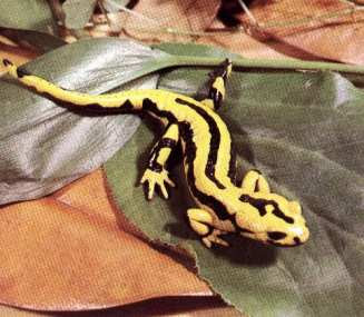 Salamandra+Comun.jpg