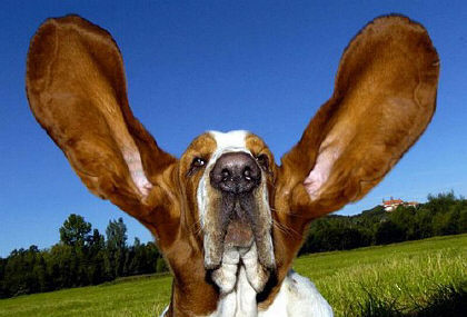 El oído de los perros Vs el de los humanos
