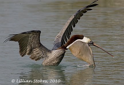STOKES BIRDING BLOG: Pelican in Action