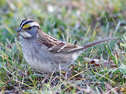 How to attract White-crowned Sparrows to your backyard feeder