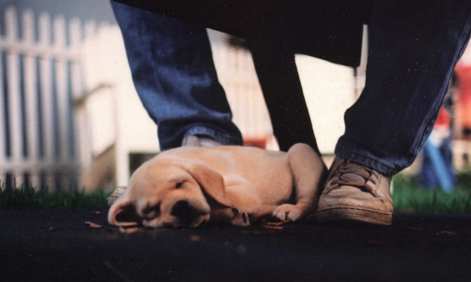 [hudson+puppy+2.JPG]