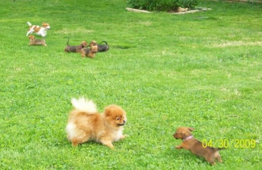 [tonys+pups+7+weeks+5.jpg]