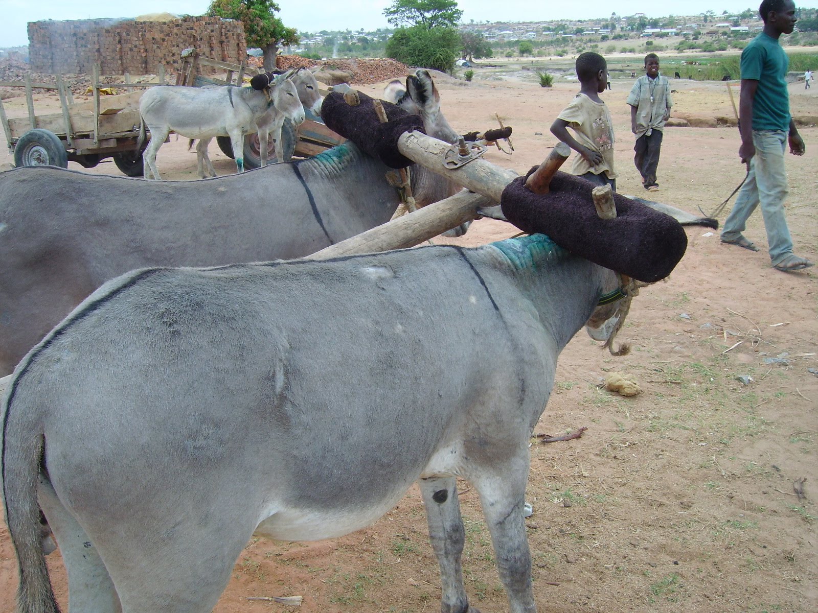 TAPO Tanzania Animals Protection Organization Oxen yolk Harnessing