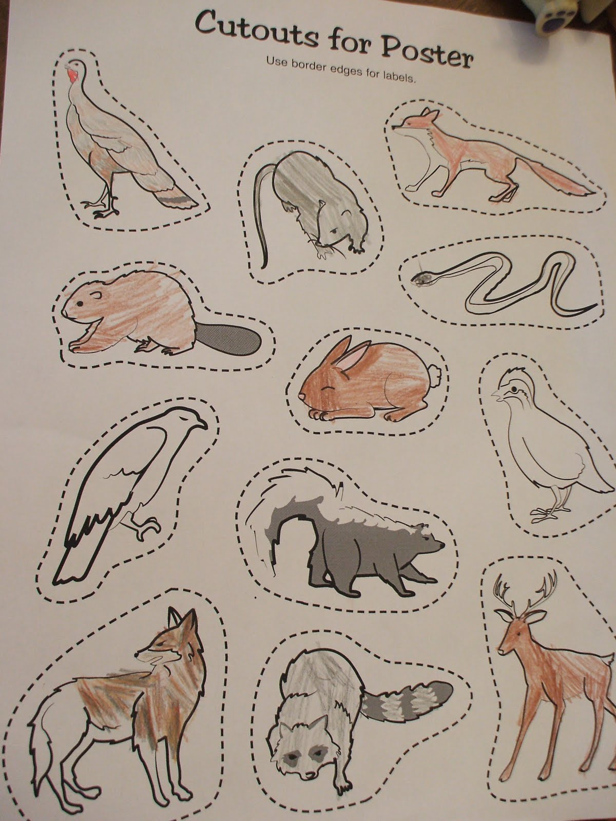 animal worksheet: NEW 163 ANIMAL HABITAT WORKSHEETS FOR 3RD GRADE