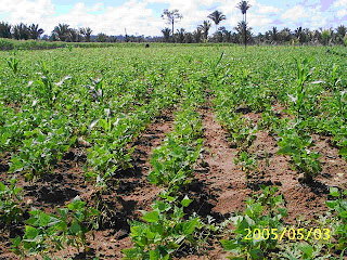Ciência Virtual - 6º ano: Solo Humífero