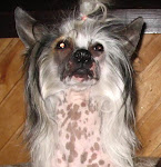 Oliver the Crested