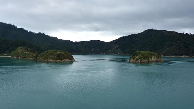 Fotografía con los fiordos de Marlborough al fondo Fotografía con los fiordos de Marlborough al fondo