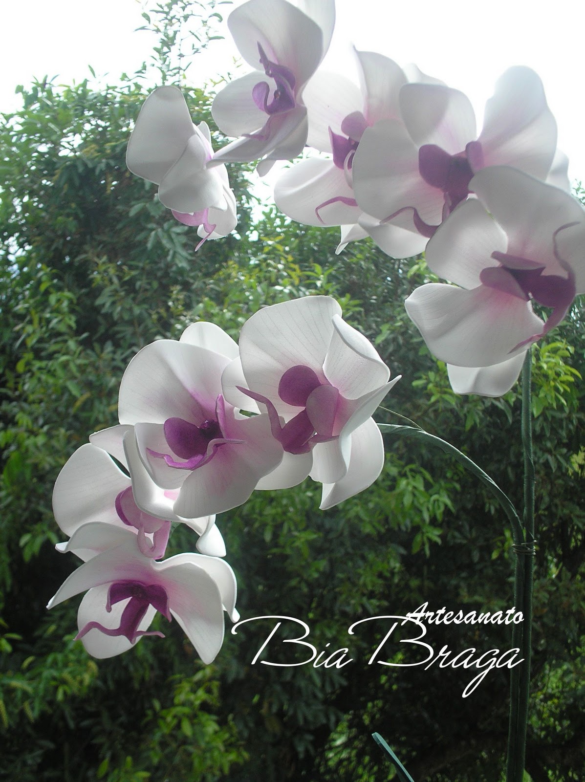 Bia Braga: Orquídea Phalaenopsis branca e lilás