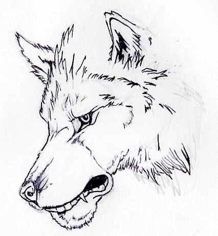 Wolf Drawings In Pencil