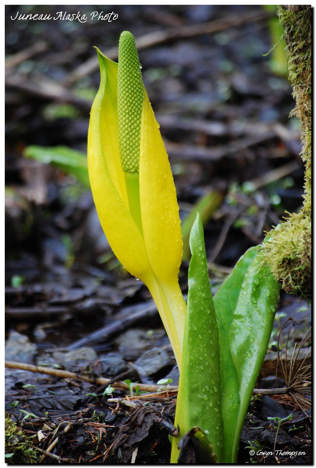 Juneau Alaska Photo Skunk Cabbage