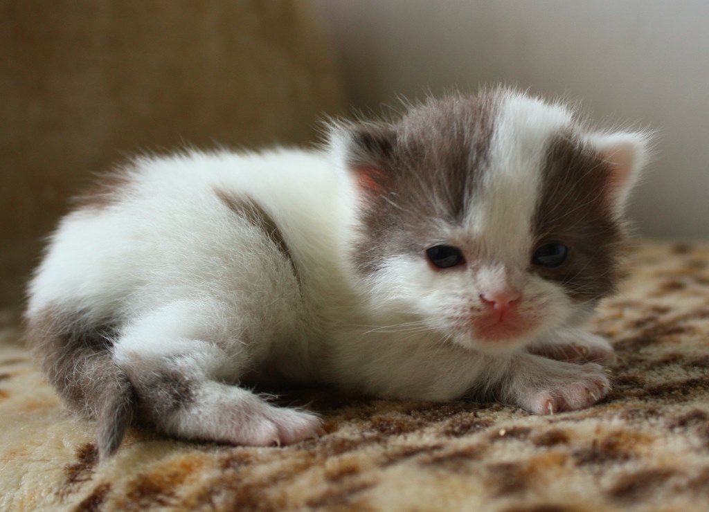Britisch Kurzhaar (BKH) Kitten und Britisch Langhaar Katzenbabys