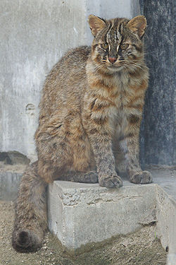 [250px-Tsushima_Cat_001.jpg]