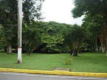 El Arbol Indú del Hotel Maracay