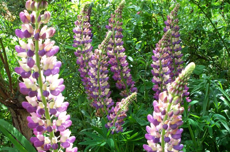 Wind and Flowers. (Vent et fleurs)