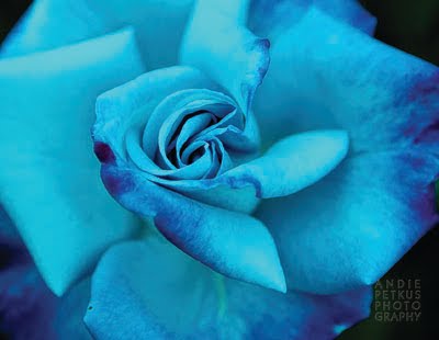 Andie's Photo Blog: Blue Roses