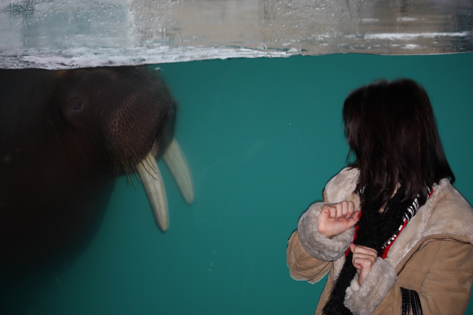 Miss Marin County 2011 Vallejo, CA Christmas Tree Lighting at Six