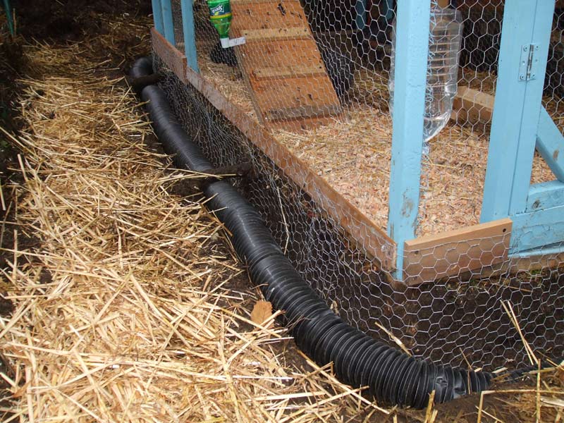 Alaskan Chickens Predator Proofing and Drainage