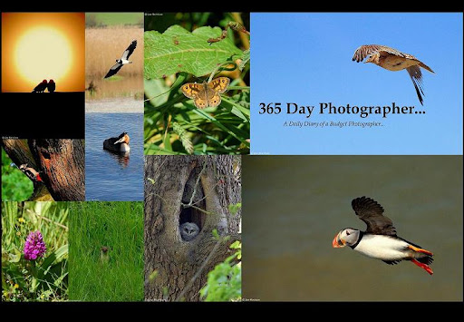 365 Day Photographer...