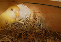 Roseicollis Avorio Pezzato ino nel nido