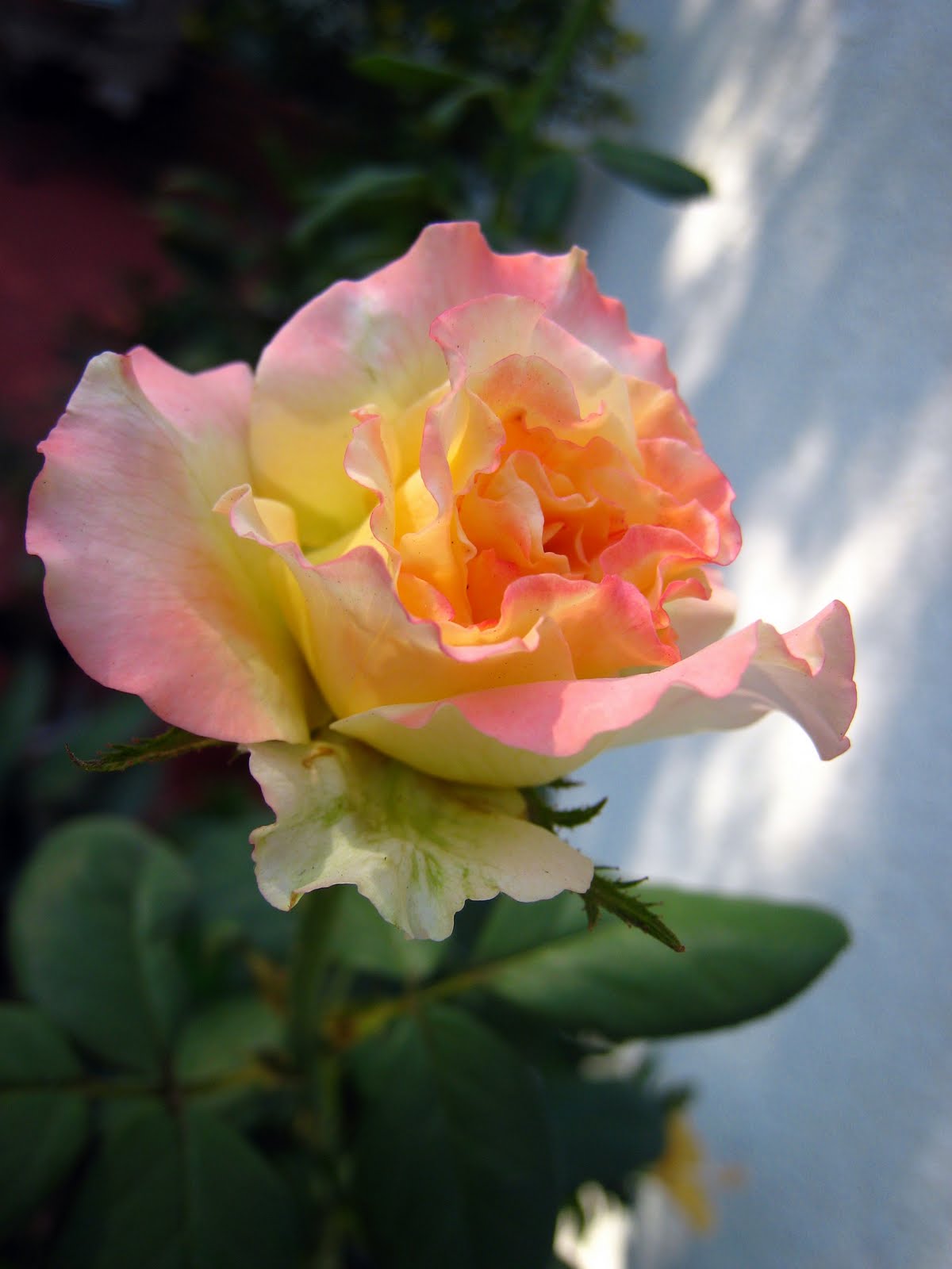 Fotografías y mas: Una bella rosa en el jardín