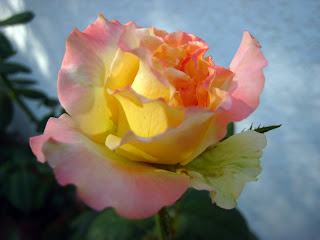 Fotografías y mas: Una bella rosa en el jardín