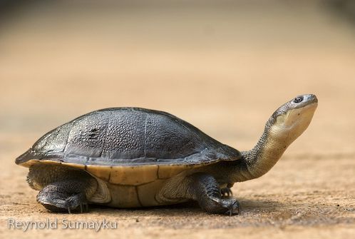 Hasil gambar untuk Kura-kura Leher Ular Rote, Nusa Tenggara Timur, Indonesia