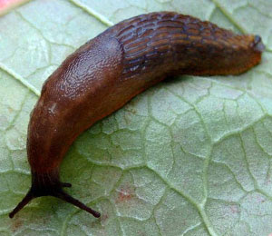slug_library.jpg