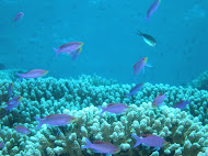 Tubbattaha Reef