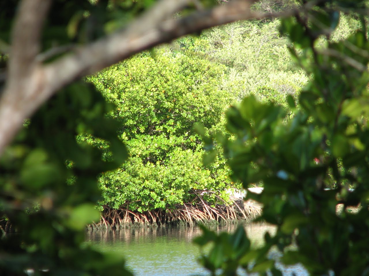 [mangroves.jpg]