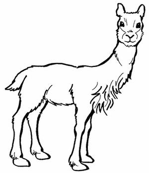 Dibujo de animales de la sierra - Imagui