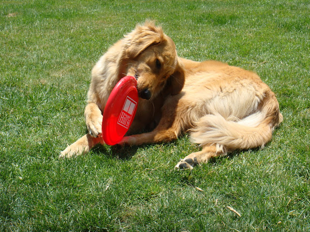 dog chews frisbee instead of giving it back