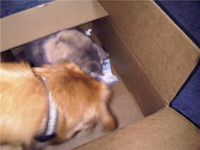 [miley+and+box+3.jpg]