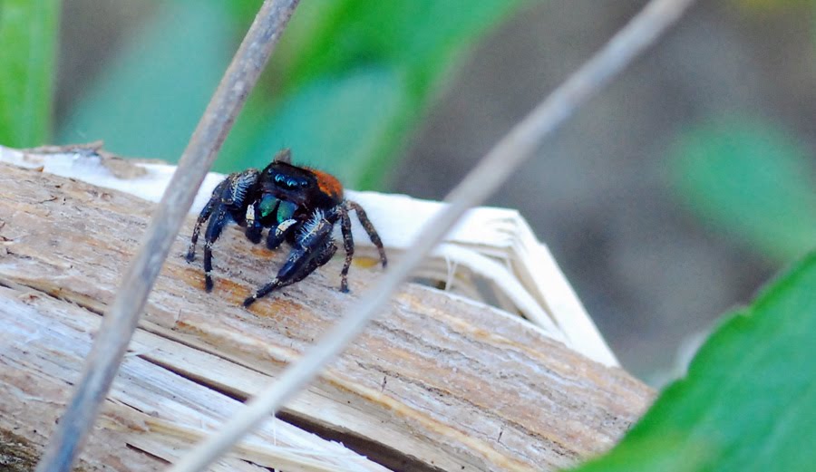 The Bug Box: Johnson's jumping spider, Columnists