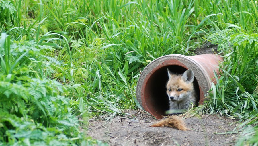 Explore Missouri Red Fox