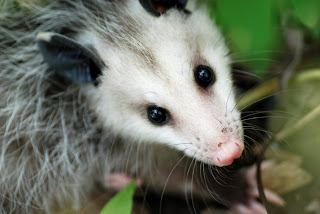 Explore Missouri: Baby Opossum