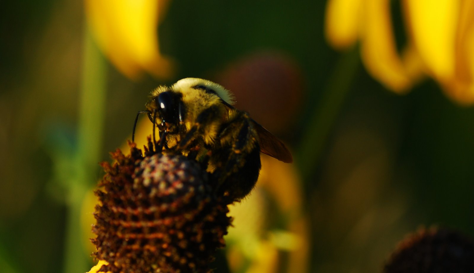 [bumble+bee.jpg]